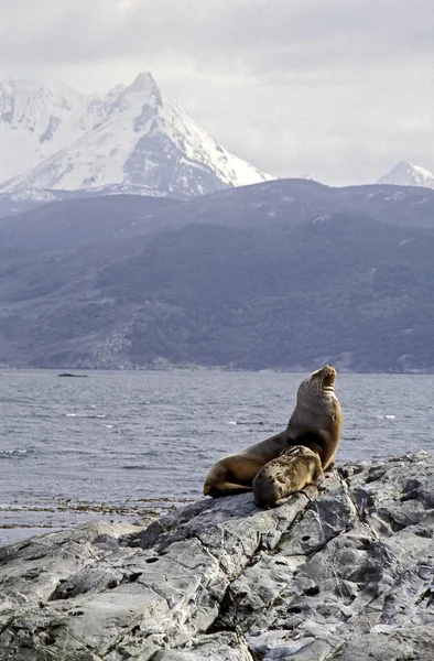 Leão-marinho perto de Ushuaia — Fotografia de Stock