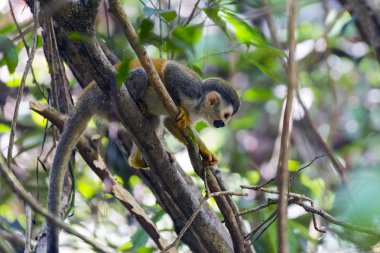 Kosta Rika'daki bir daldaki sincap maymunu