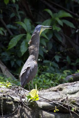Tortuguero çıplak gerdanlı kaplan balıkçıl