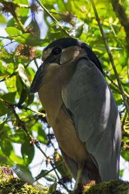Tekne - gagalı balıkçıl Tortuguero içinde