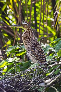 Tortuguero çocuk çıplak gerdanlı kaplan balıkçıl