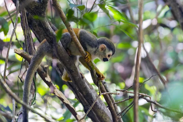 Kosta Rika'daki bir daldaki sincap maymunu
