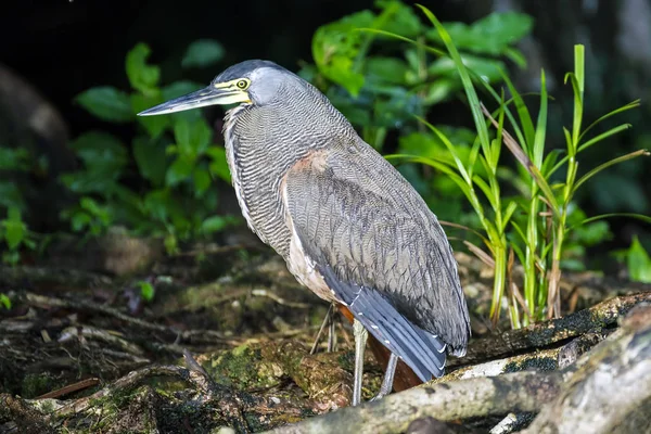 Bare-Throated Tiger Heron in Tortuguero — Stock Photo, Image