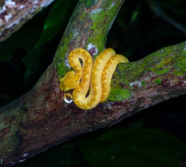 Kirpik viper bir ağacında, Kosta Rika