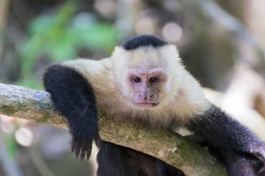 Beyaz düşünme capuchin maymun dinleniyor yöneldi