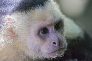 Beyaz başlı capuchin maymunu yakın çekim