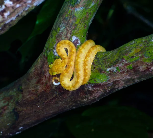Kirpik viper bir ağacında, Kosta Rika