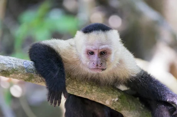 Beyaz düşünme capuchin maymun dinleniyor yöneldi