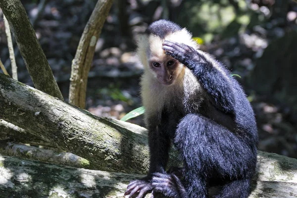 Thinking white headed capuchin monkey resting