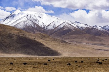 Tipik dağ manzarası ile Tibet yaks - Tibet