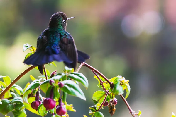 Hummingbird dalla gola infuocata seduto su un ramo - Puntarenas, Costa Rica — Foto Stock
