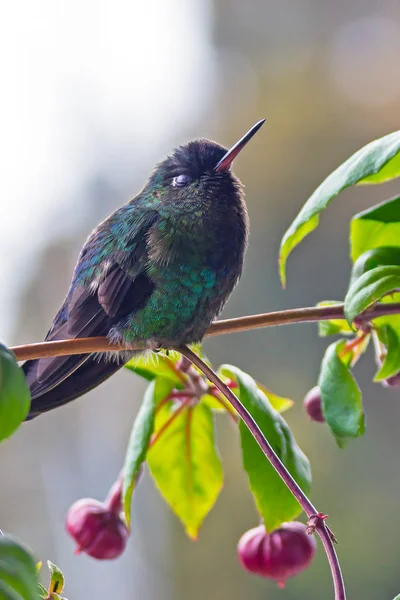 Hummingbird dalla gola infuocata seduto su un ramo - Puntarenas, Costa Rica — Foto Stock