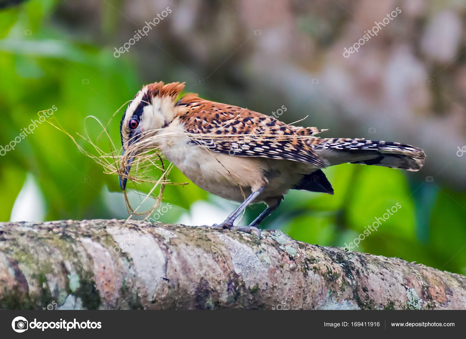 A Great Antshrike Bird Building Its Nest Lost Angeles