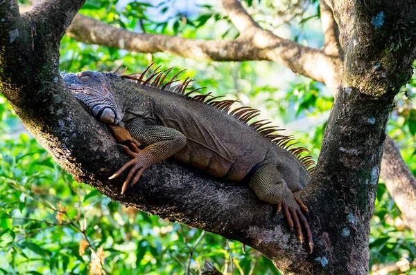 Iguana de color naranja descansando en un árbol - Muelle, Costa Rica — Foto de Stock