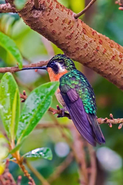 Hummingbird dalla gola ardente seduto su un ramo - Alajuela, Costa Rica — Foto Stock