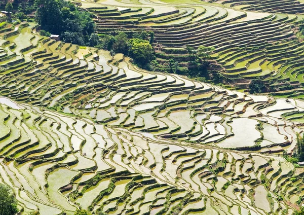 Tarasy ryżowe Yuanyang, Yunnan - Chiny — Zdjęcie stockowe