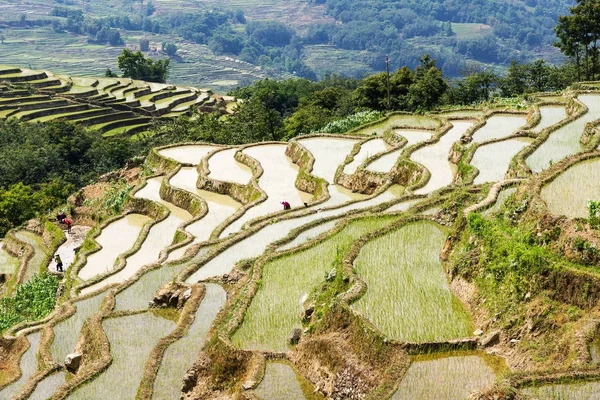 Terraços de arroz Yuanyang, Yunnan - China — Fotografia de Stock