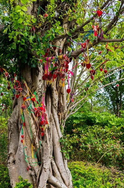 Miłość drzewo, Zhonghe, Yunnan — Zdjęcie stockowe