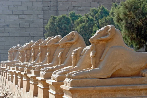 Avenue sfing s beraními hlavami v Karnaku - Luxor, Egypt — Stock fotografie