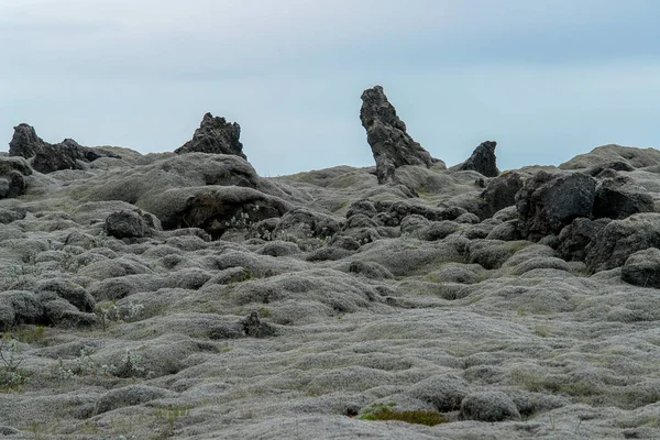 Eldhraun Lavafeld Lavagestein Mit Braunem Moos Bedeckt Südisland — Stockfoto