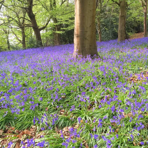Bluebell Wood en primavera — Foto de Stock