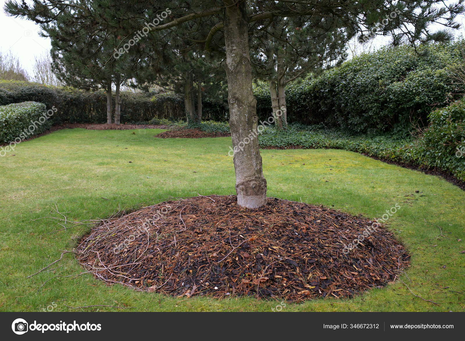 landscaping around trees with mulch
