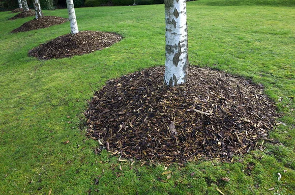 Birch Trees Park Mounds Mulch Base Usually Made Shredded Bark Stock Picture