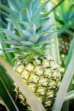 Ananas yeşil bir alandır.