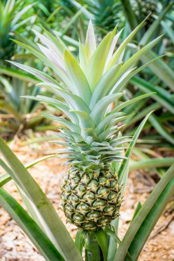 Ananas yeşil bir alandır.