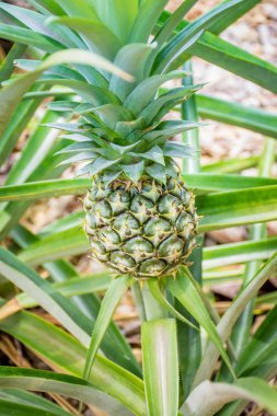 Ananas yeşil bir alandır.