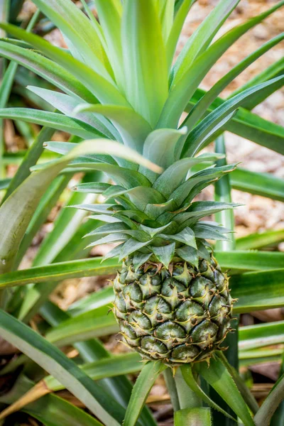 Ananas yeşil bir alandır.