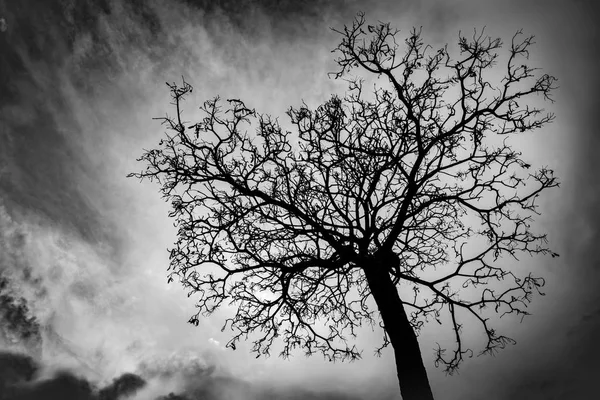 Silhueta árvore morta no fundo do céu escuro para assustador ou morte — Fotografia de Stock