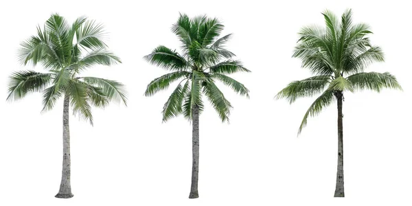 Hindistan cevizi ağacı dekoratif mimari reklam için kullanılan beyaz arka plan üzerinde izole kümesi. Yaz ve plaj kavramı