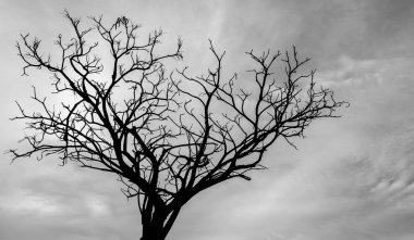 Karanlık gökyüzü arka plan için üzerinde ölü ağaç siluet korkunç ya da ölüm