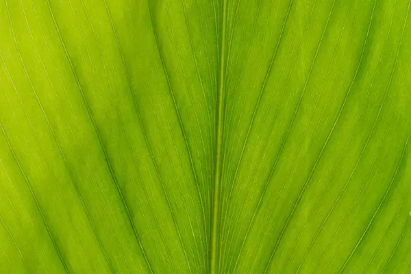 Macro de hoja verde, primer plano siempreverde —  Fotos de Stock