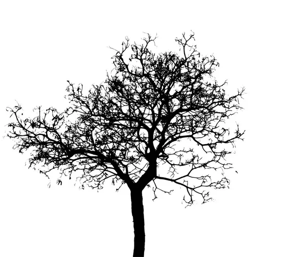 Νεκρό δέντρο σιλουέτα που απομονώνονται σε λευκό φόντο για τρομακτικό ή θάνατο με διαδρομή αποκοπής. — Φωτογραφία Αρχείου