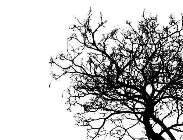 Dode boom silhouet geïsoleerd op een witte achtergrond voor eng of dood met uitknippad. — Stockfoto