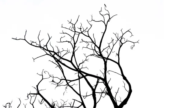 Silhouette arbre mort isolé sur fond blanc pour effrayer ou mourir avec chemin de coupe . — Photo