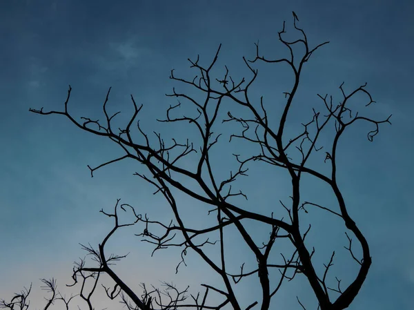 Silhouette döda trädet på mörk himmel bakgrund för skrämmande eller dödsfall — Stockfoto