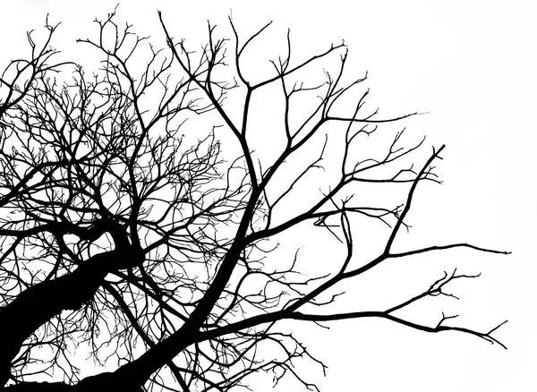 Silhouette arbre mort isolé sur fond blanc pour effrayer ou mourir avec chemin de coupe . — Photo