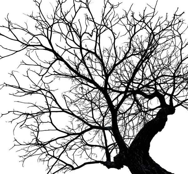 Νεκρό δέντρο σιλουέτα που απομονώνονται σε λευκό φόντο για τρομακτικό ή θάνατο με διαδρομή αποκοπής. — Φωτογραφία Αρχείου