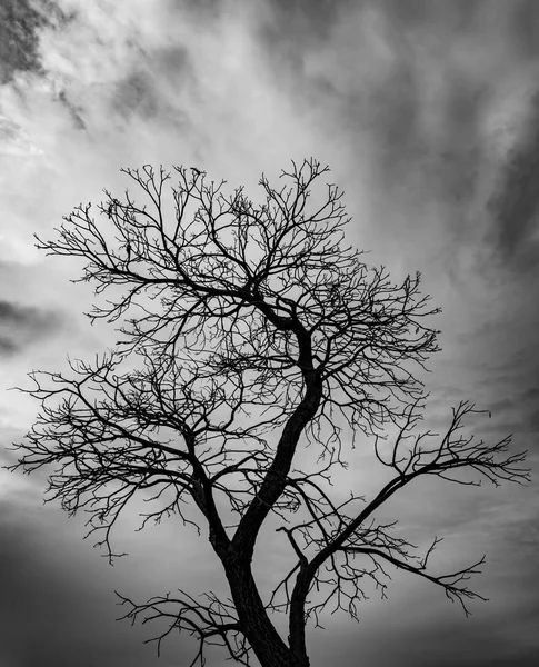 Silhueta árvore morta no fundo do céu escuro para assustador ou morte — Fotografia de Stock