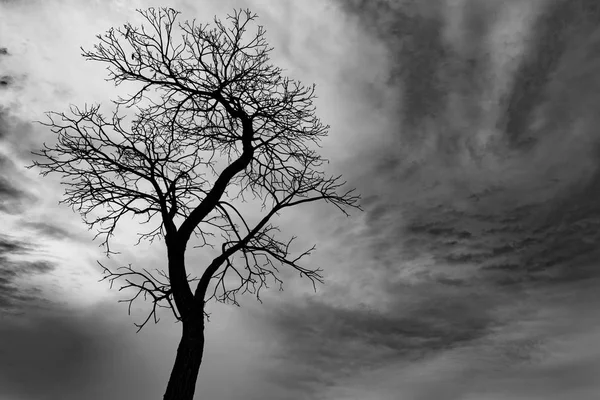 Silhouette arbre mort sur fond de ciel sombre pour effrayant ou la mort — Photo