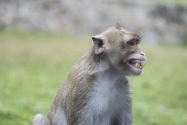 Retrato de sonreír con dientes amarillos mono, Tailandia — Foto de Stock