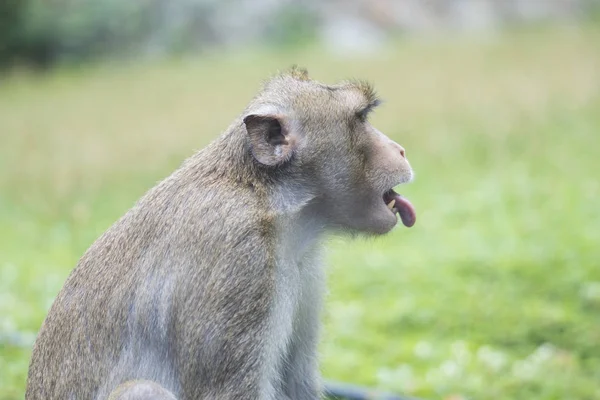 Retrato de mono con lengua que sobresale, Tailandia — Foto de Stock