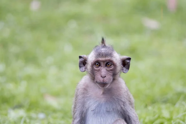 Retrato del joven mono entrecerrando los ojos, Tailandia — Foto de Stock