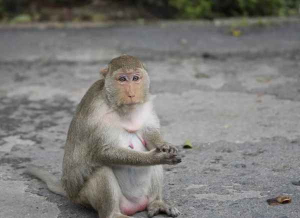 Macaco fêmea tímido sentado na rua. Tailândia Imagens Royalty-Free