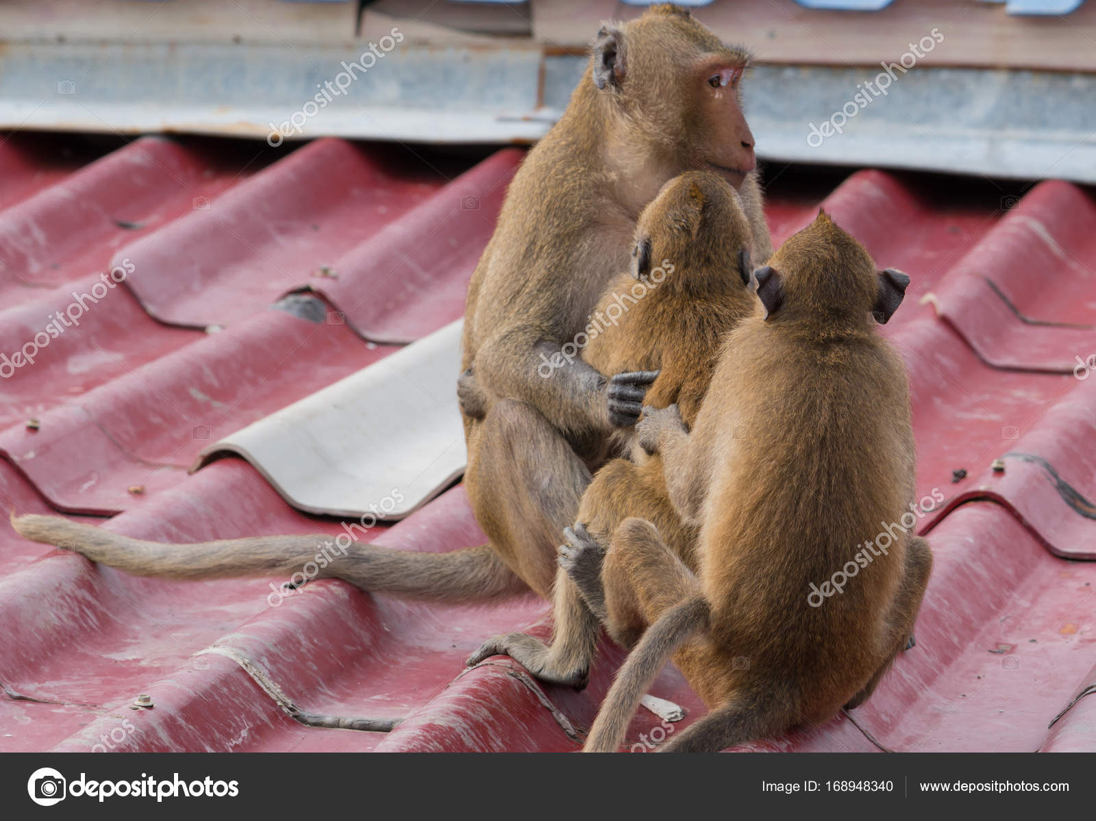 Final, sorry, Picture of monkey having sex Picture of monkey having sex was