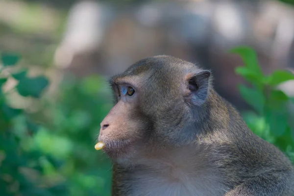 Mono comiendo plátano se volvió en busca de un amigo — Foto de Stock
