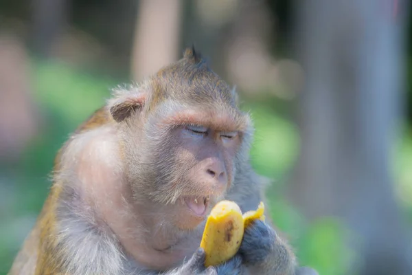 El mono abre la boca mientras come un plátano mientras sus ojos están cerrados . — Foto de Stock